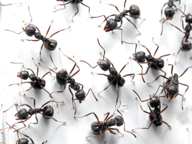 Macro Photography of Group of Black Ants are Sitting on White Wall Macro Photography of Group of Black Ants are Sitting on White Wall