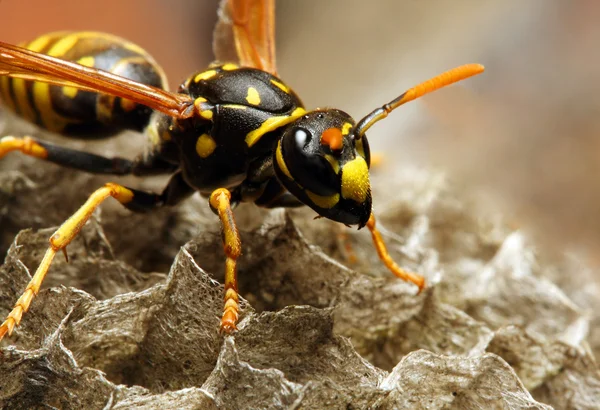 depositphotos_12714573-stock-photo-the-yellow-jacket-wasp