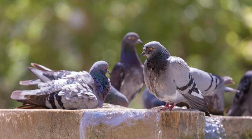 dove-pigeon_3CRPAFGJV8