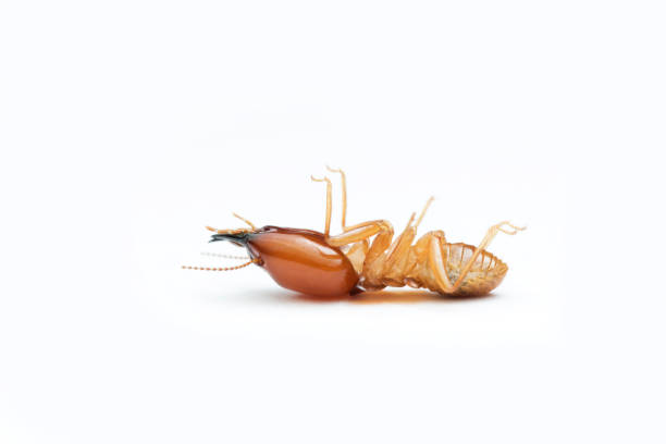 Termite on white background in Thailand and Southeast Asia. Termite on white background in Thailand and Southeast Asia.