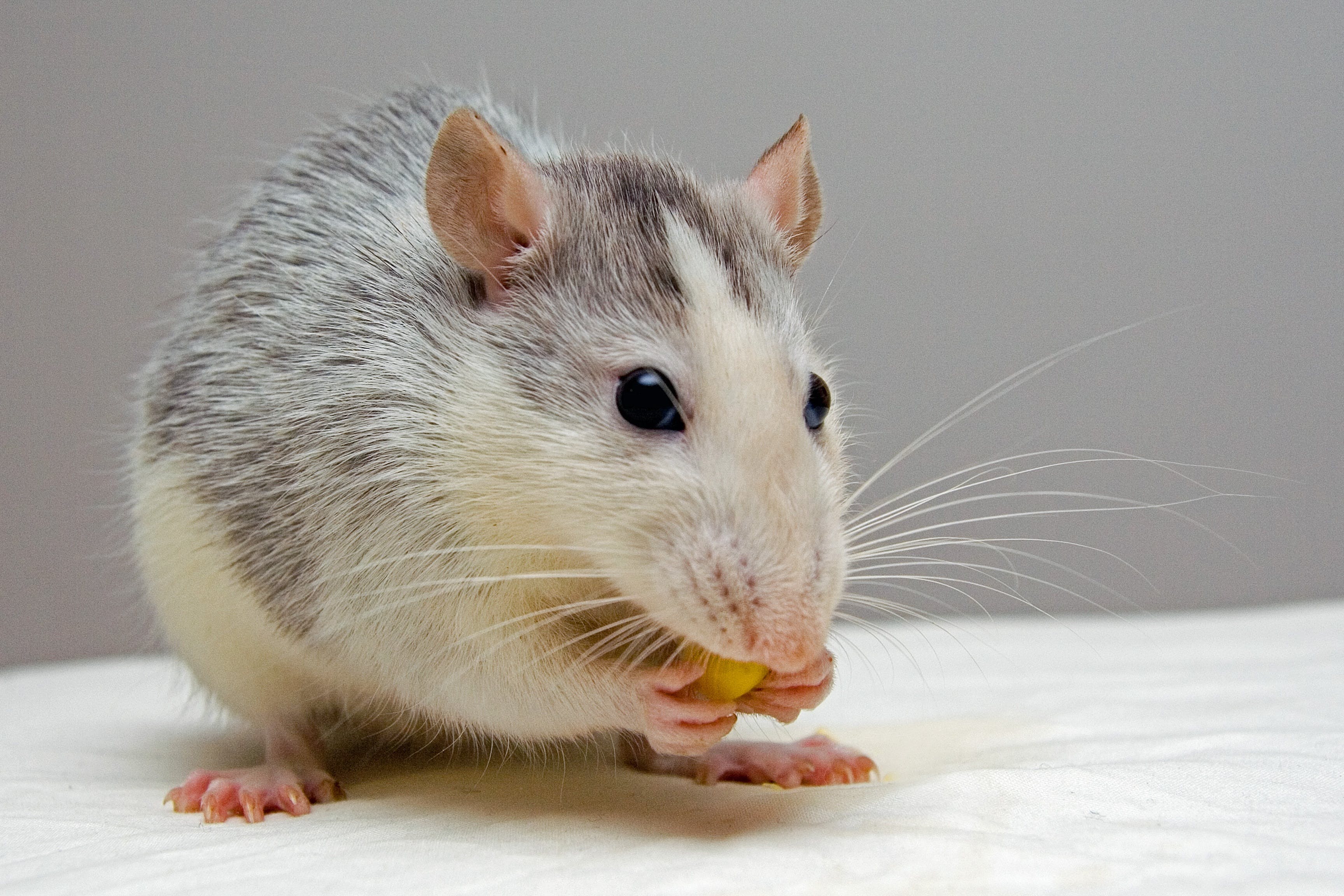 rat-pets-eat-51340